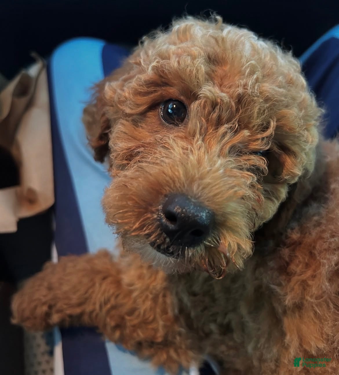 Miniature Poodle dogs for sale: Miniature Poodle 1 - Ad 1