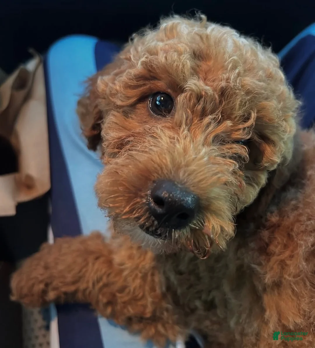 Miniature Poodle dogs for sale: Miniature Poodle 1 - Ad 1