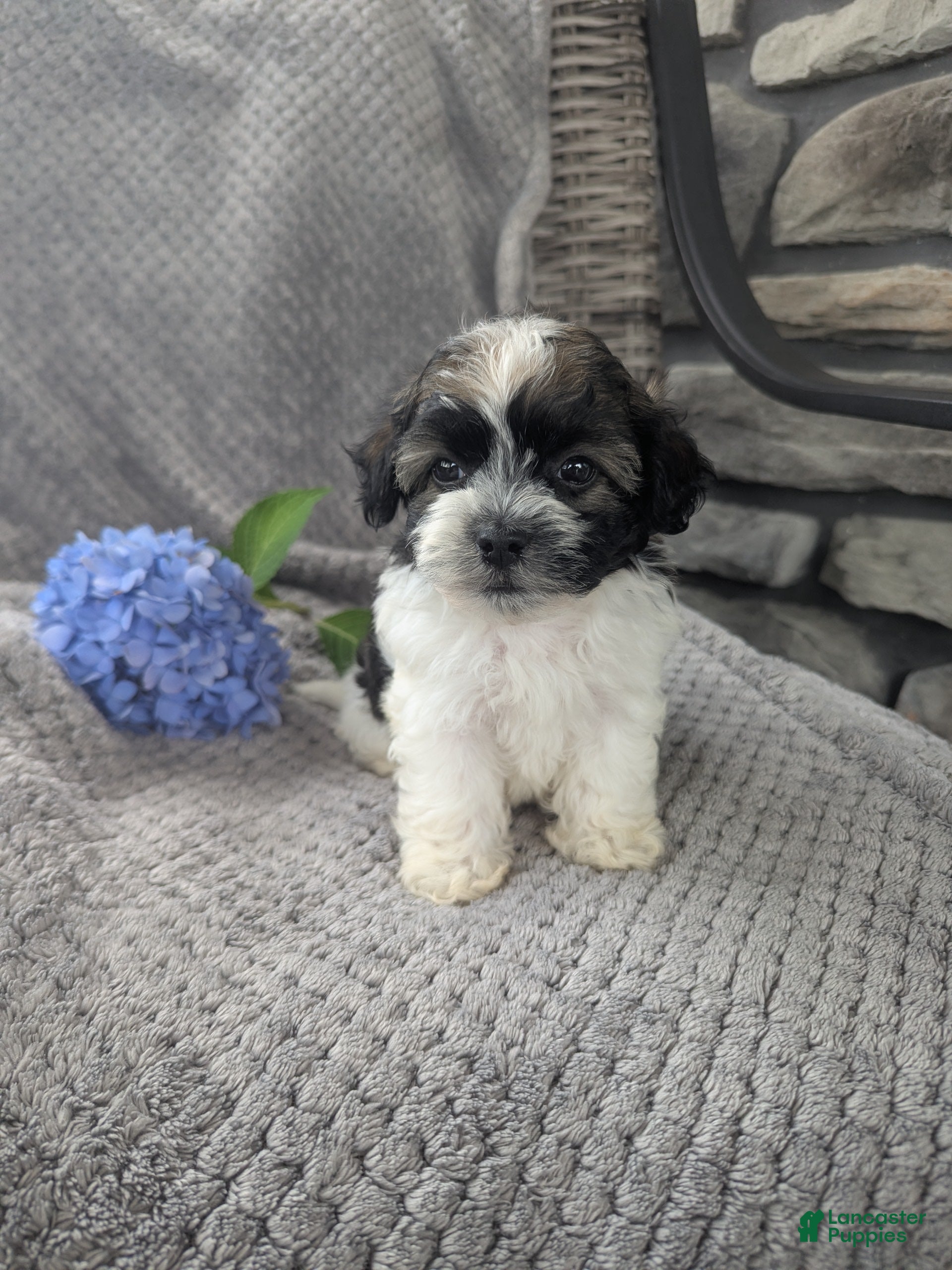 Havanese dogs Leo - Ad 1