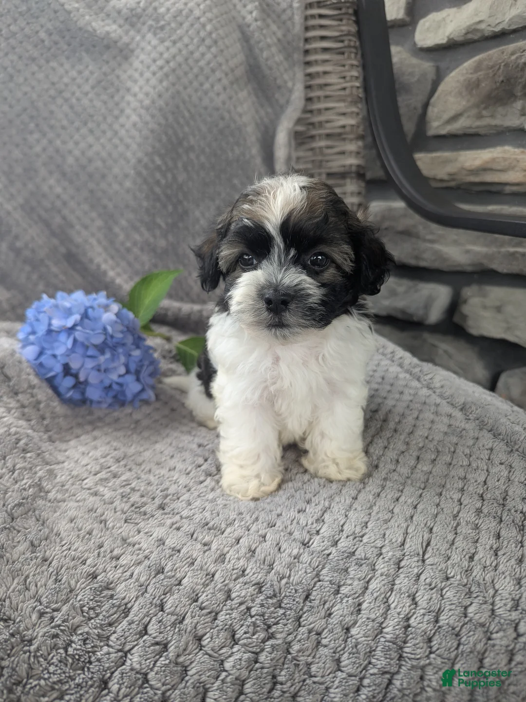 Havanese dogs for sale: Leo - Ad 1