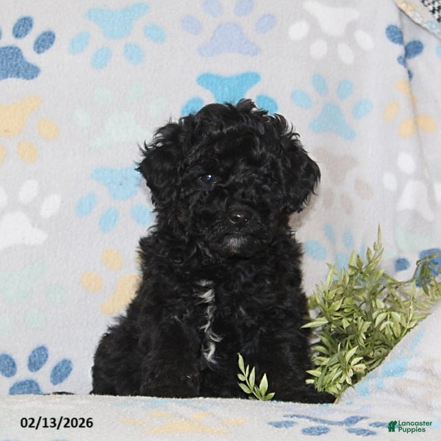 Toy Poodle dogs Tyler - Ad 23