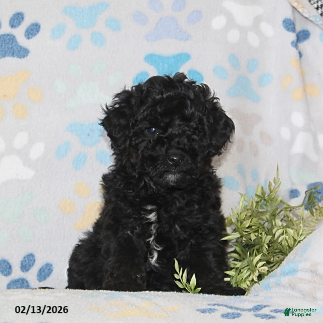 Toy Poodle dogs for sale: Tyler - Ad 1