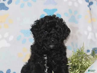 Toy Poodle dogs Tyler - Ad 23