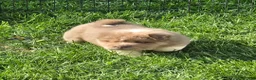 Shar Pei dogs for sale: Norah  - Ad 5