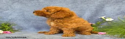 Cavapoo dogs for sale: Trixie - Ad 4