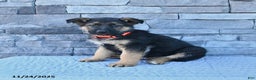 German Shepherd dogs for sale: Homer - Ad 1