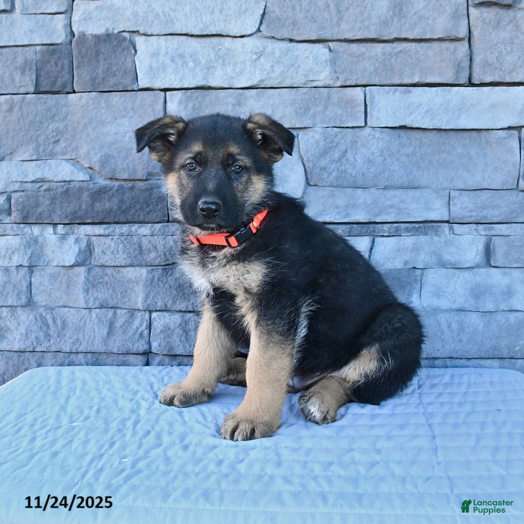 German Shepherd dogs for sale: Homer - Ad 1