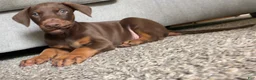 Doberman Pinscher dogs for sale: Doberman Pinscher Puppy 1 - Ad 5