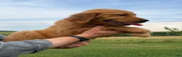 Golden Retriever dogs for sale: Sunshine  - Ad 9