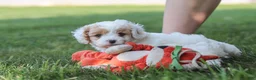 Cavapoo dogs for sale: Wesley - Ad 8