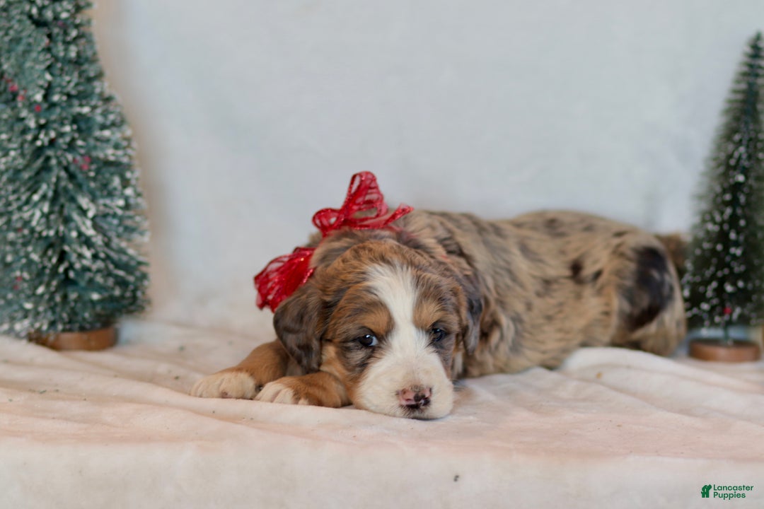 Bernedoodle dogs for sale: Winter - Ad 3