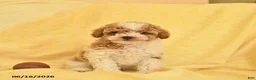 Toy Poodle dogs for sale: Ranger  - Ad 3