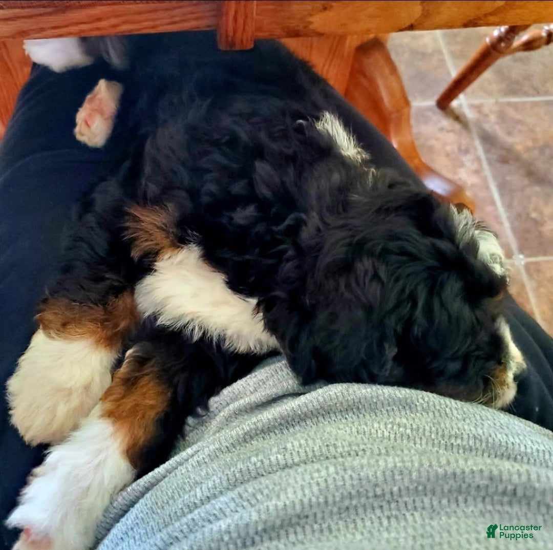 Gallery Image {{count}}