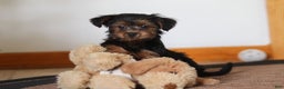 Yorkiepoo dogs for sale: Jullie - Ad 3
