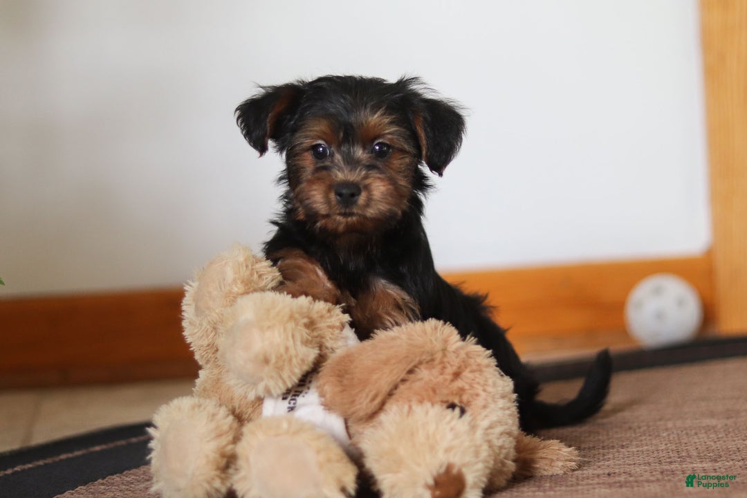 Yorkiepoo dogs for sale: Jullie - Ad 3