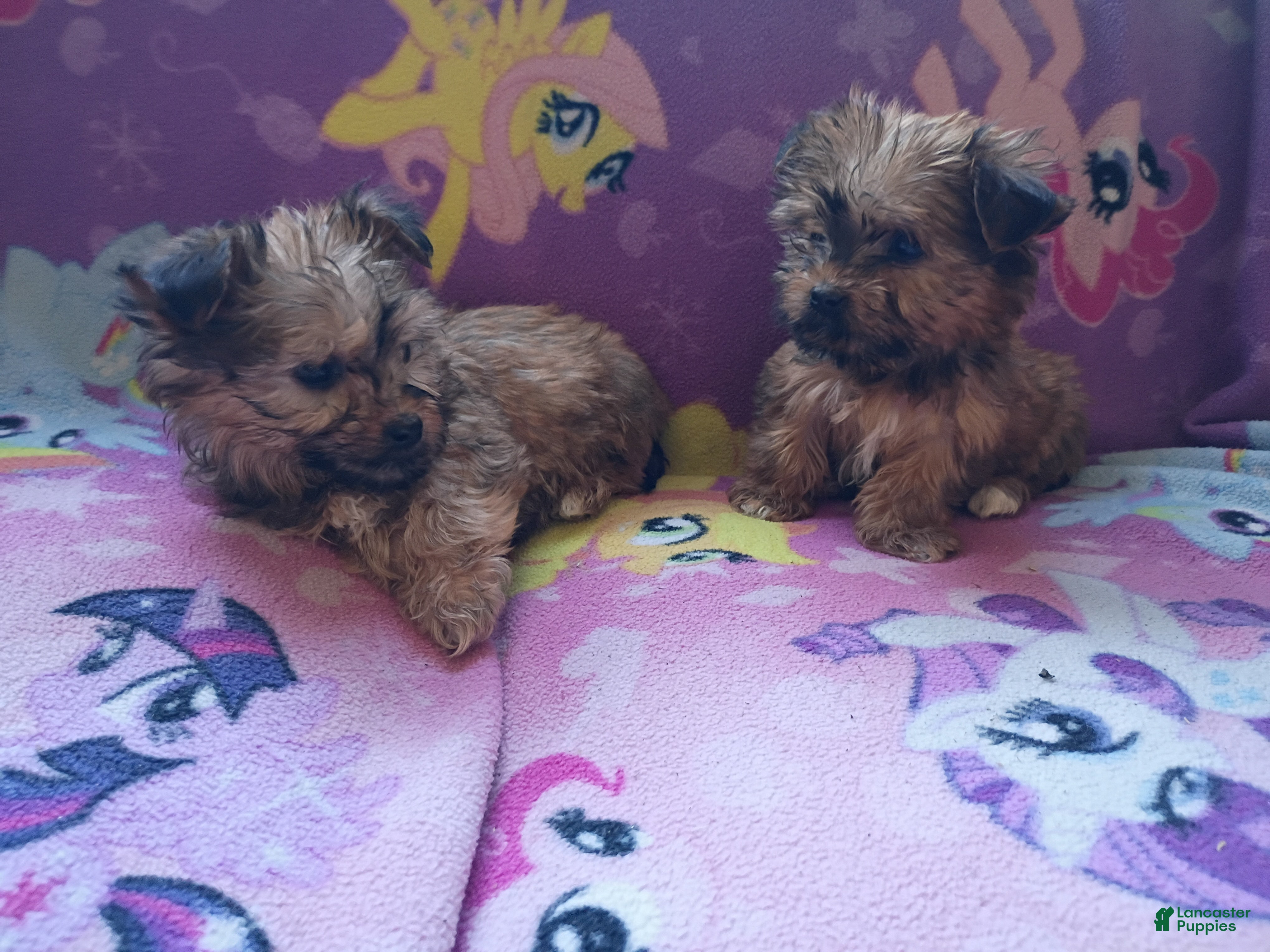 Mixed Breed dogs for sale: Holly and Noel  - Ad 3