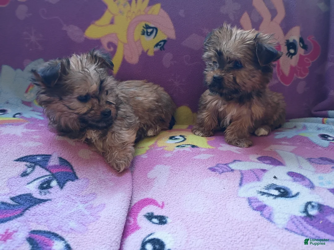 Mixed Breed dogs for sale: Holly and Noel  - Ad 1