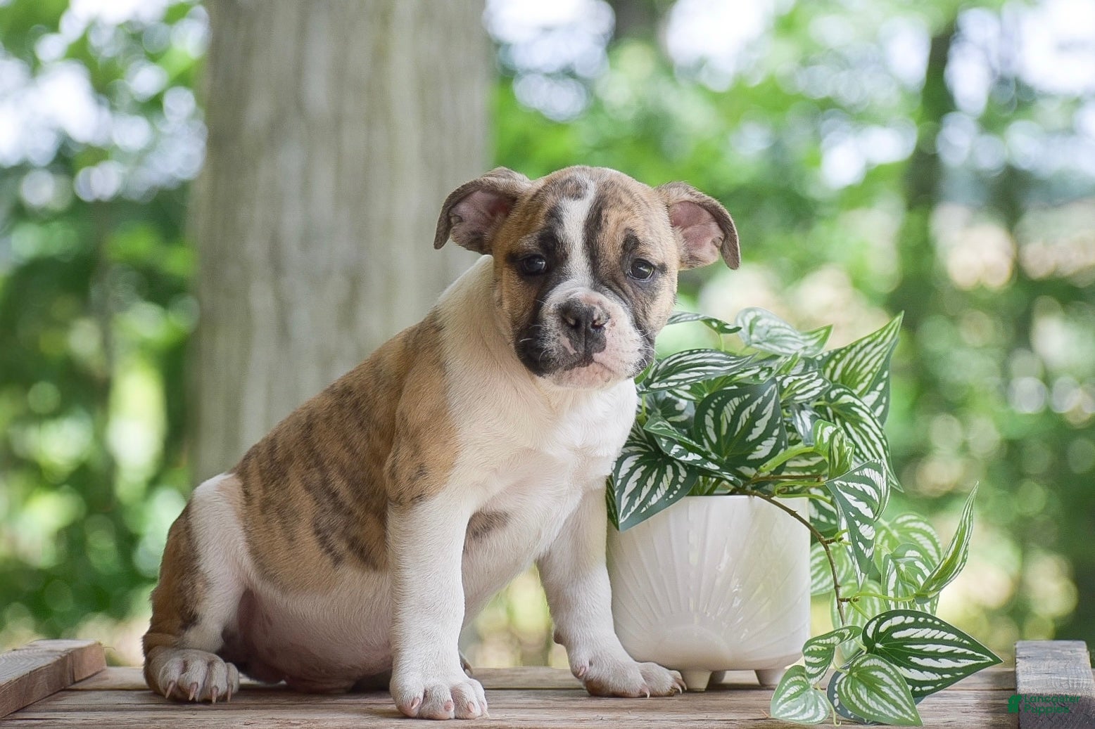 Olde English Bulldogge dogs Austin - Ad 1