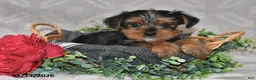 Yorkshire Terrier dogs for sale: Bryson - Ad 5