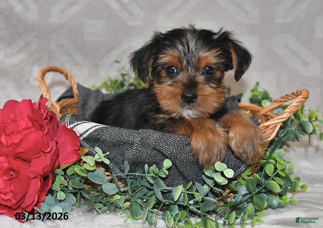 Yorkshire Terrier dogs for sale: Bryson - Ad 5