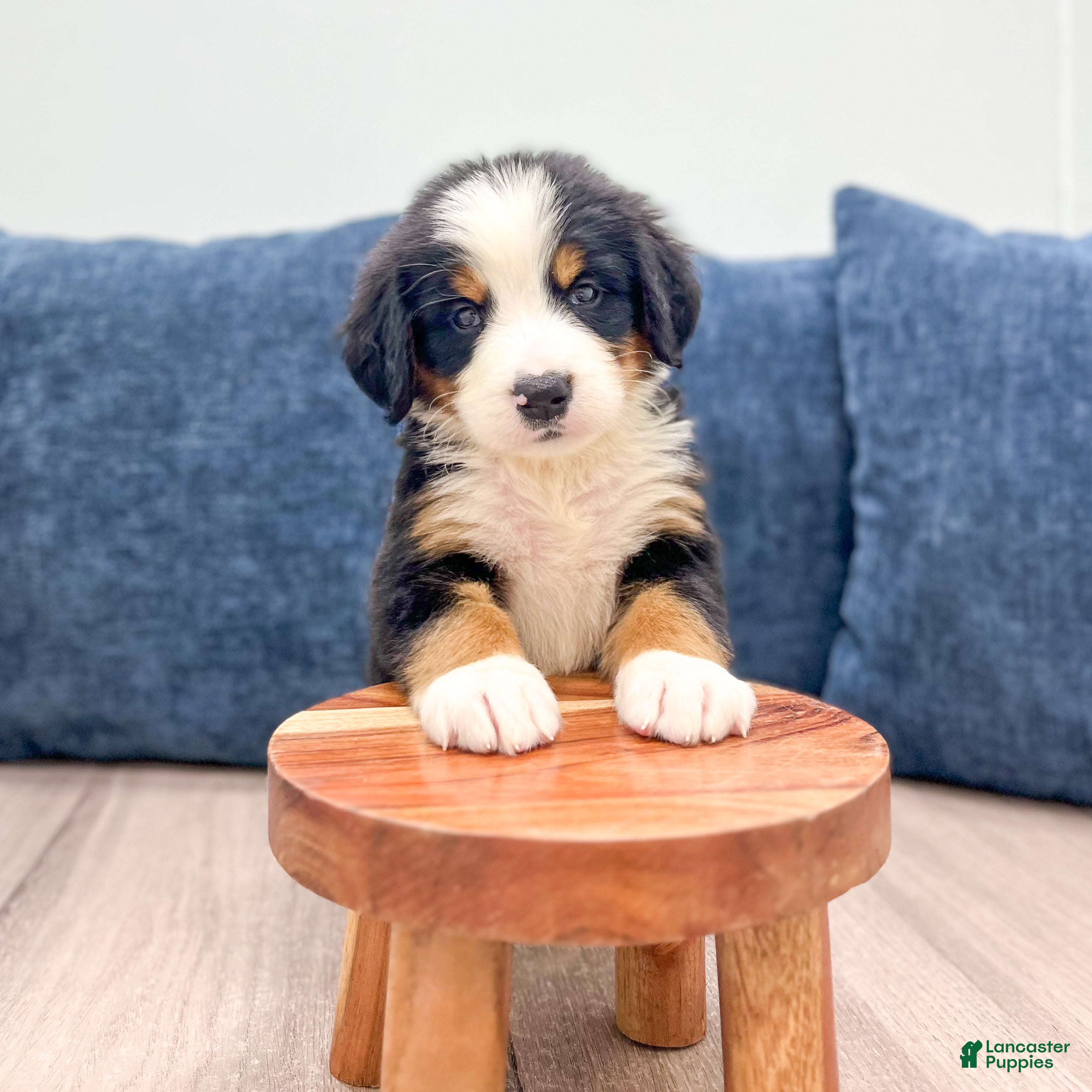 Bernese Mountain Dog dogs Johnny - Ad 1