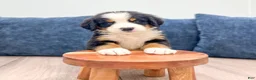 Bernese Mountain Dog dogs for sale: Johnny - Ad 1
