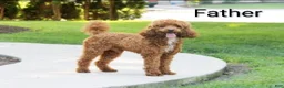 Mini Bernedoodle dogs for sale: Conner - Ad 9