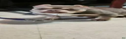 American Bully dogs for sale: Krillin - Ad 24
