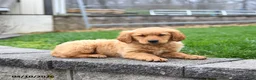 Golden Retriever dogs for sale: Milo - Ad 5
