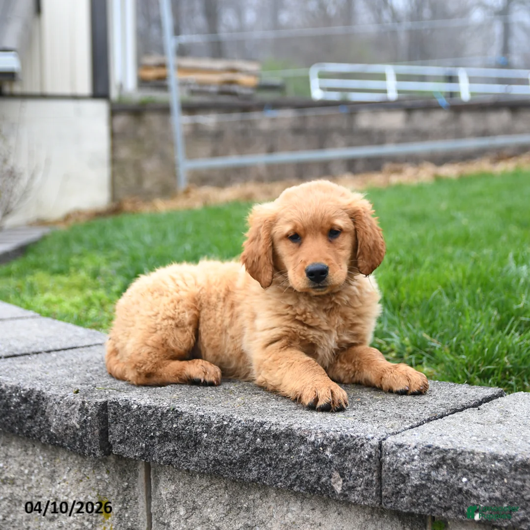 Golden Retriever dogs for sale: Milo - Ad 5