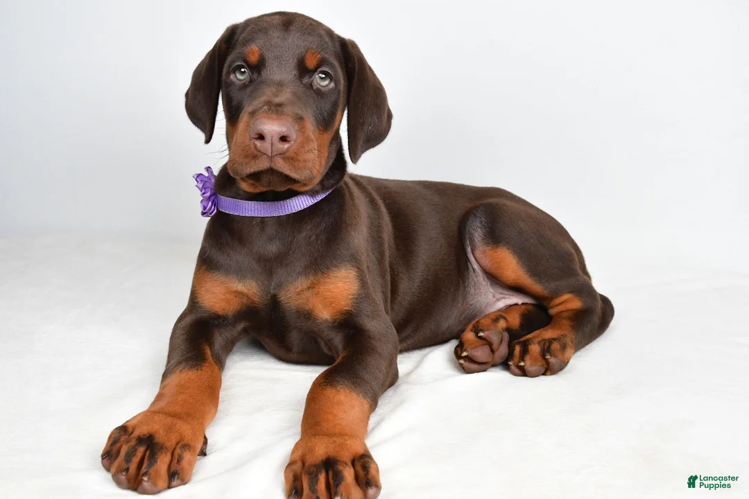 Doberman Pinscher dogs for sale: Beulah - Ad 2