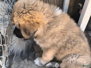 Mixed Breed dogs for sale: 5 - Ad 4