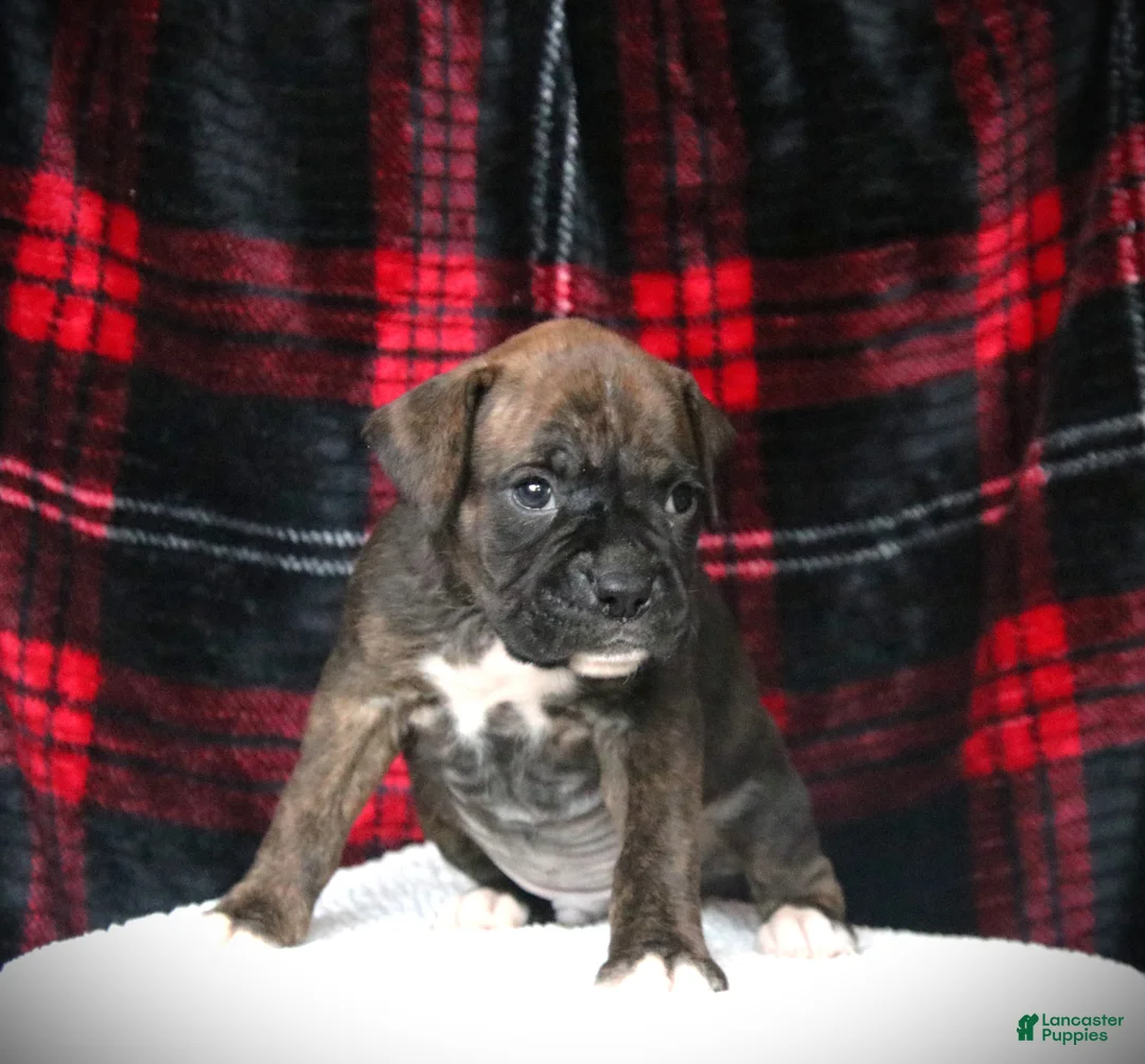 Boxer dogs for sale: Monty - Ad 2