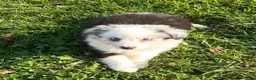 Miniature Australian Shepherd dogs for sale: Buckeye - Ad 3