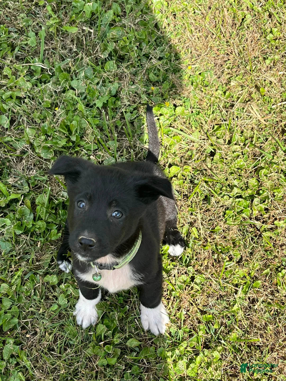 Mixed Breed dogs for sale: Mixed Breed 6 - Ad 2