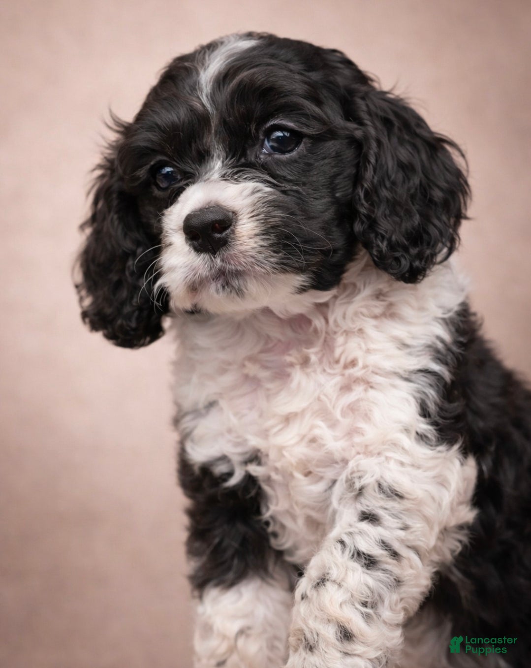 Cocker Spaniel dogs Bella-Ready to go! - Ad 27
