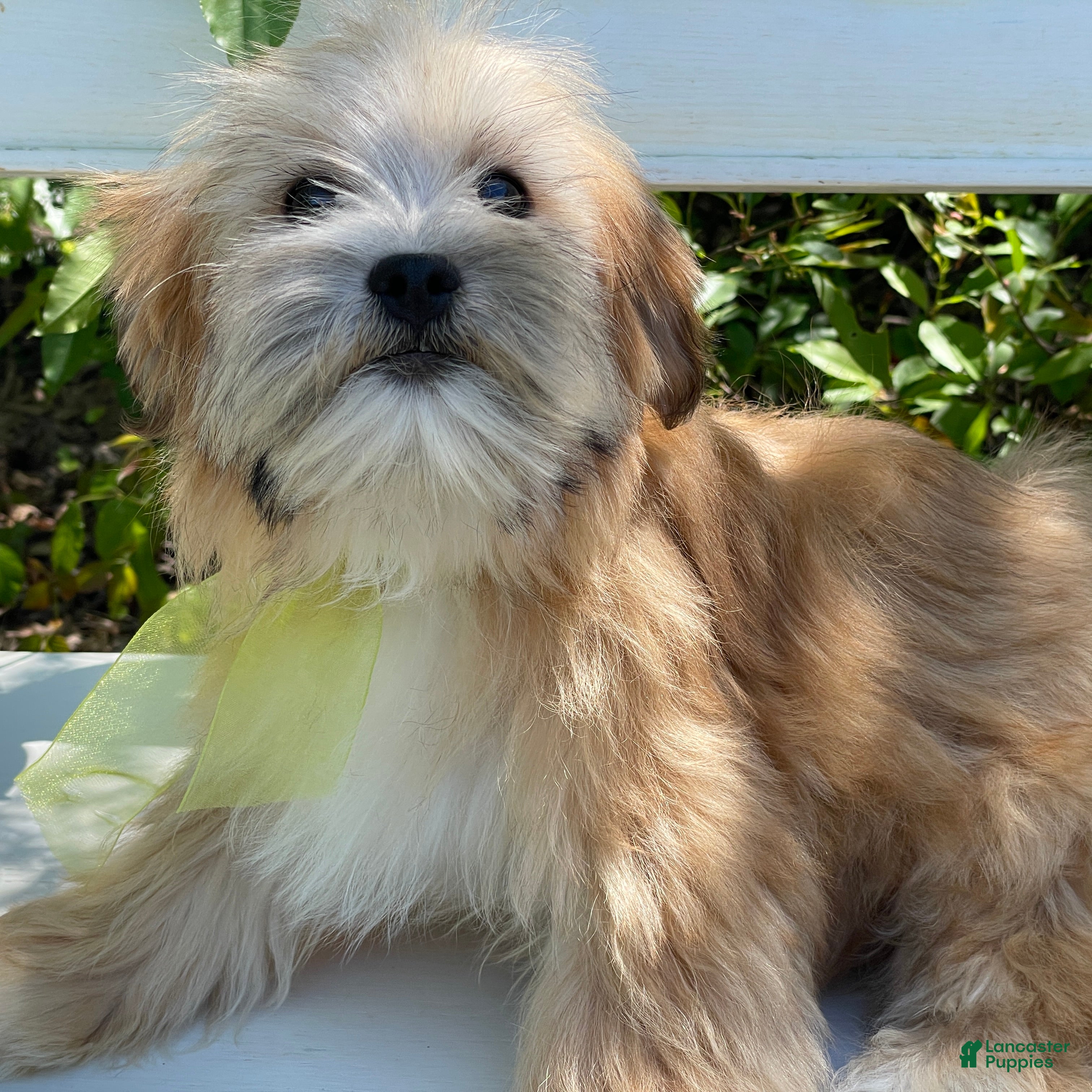 Morkie dogs Nemo - Ad 2