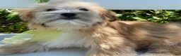 Morkie dogs for sale: Nemo - Ad 2
