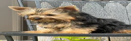 Yorkshire Terrier dogs for sale: Nicole Yorkshire Terrier  - Ad 20