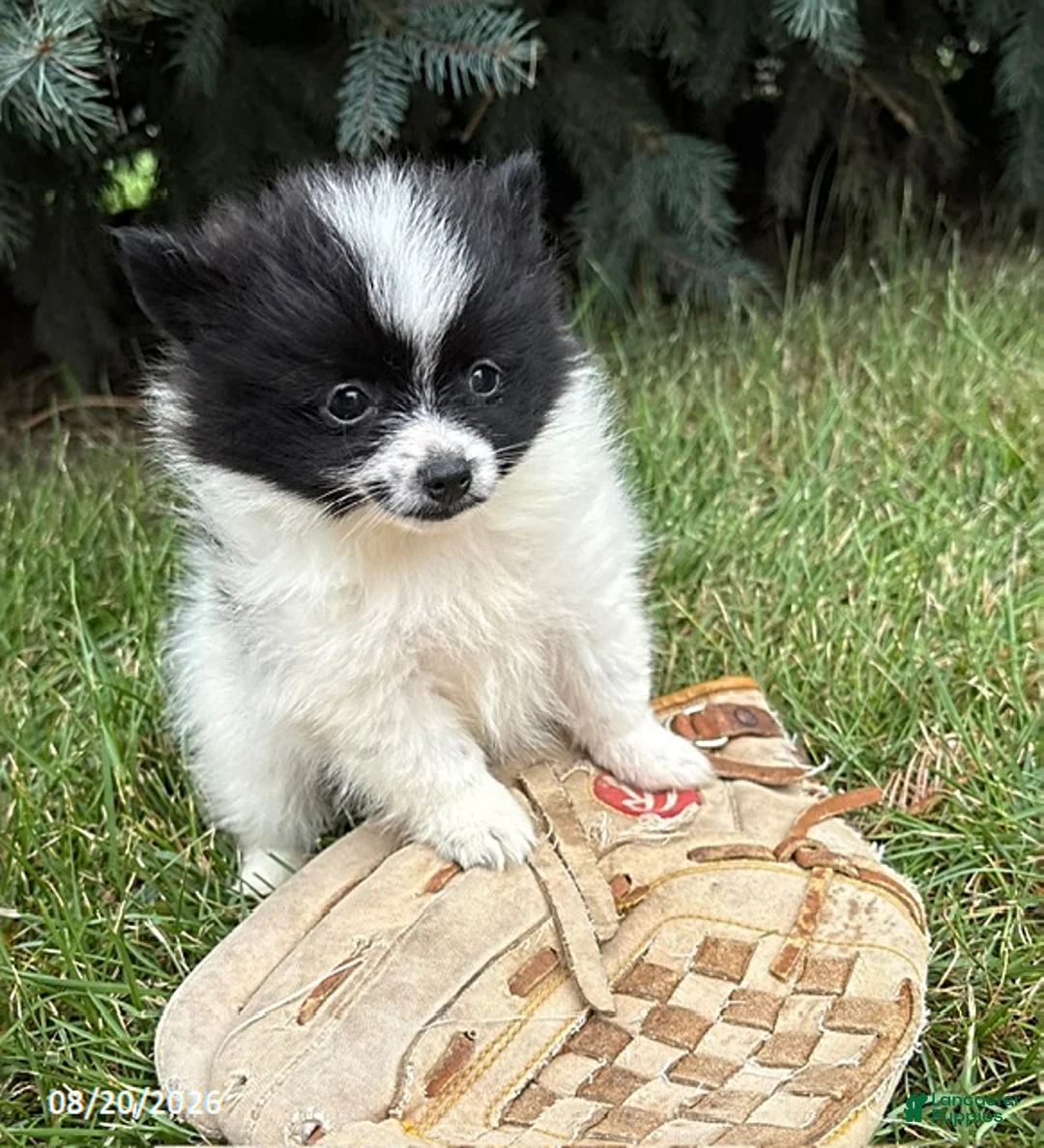 Pomeranian dogs for sale: Fiona - Ad 1