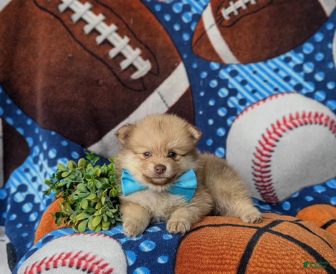 Pomeranian dogs for sale: Bentley - Ad 7