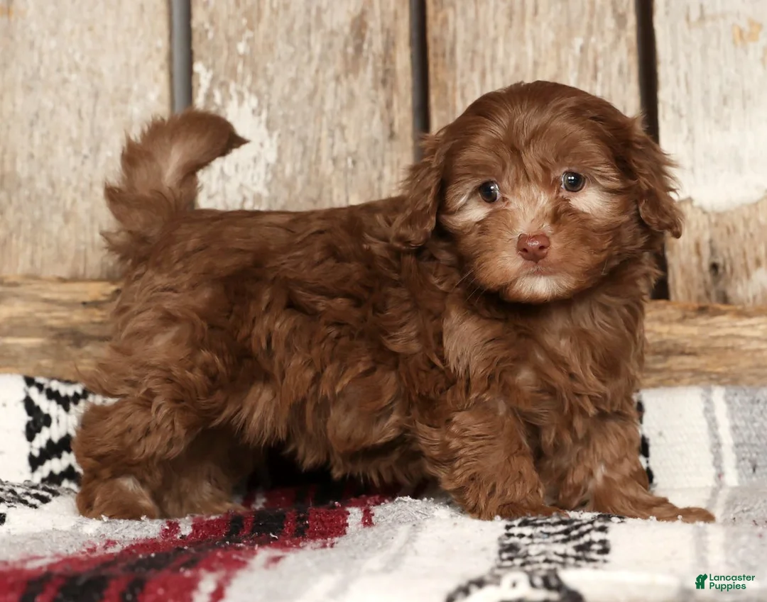 Havapoo dogs for sale: Stacy - Ad 2