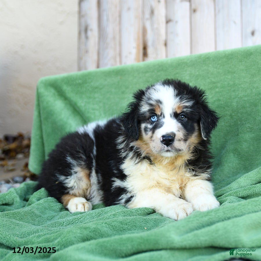 Australian Shepherd dogs Danny - Ad 5
