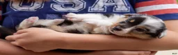 Mixed Breed dogs for sale: Jasper  - Ad 3