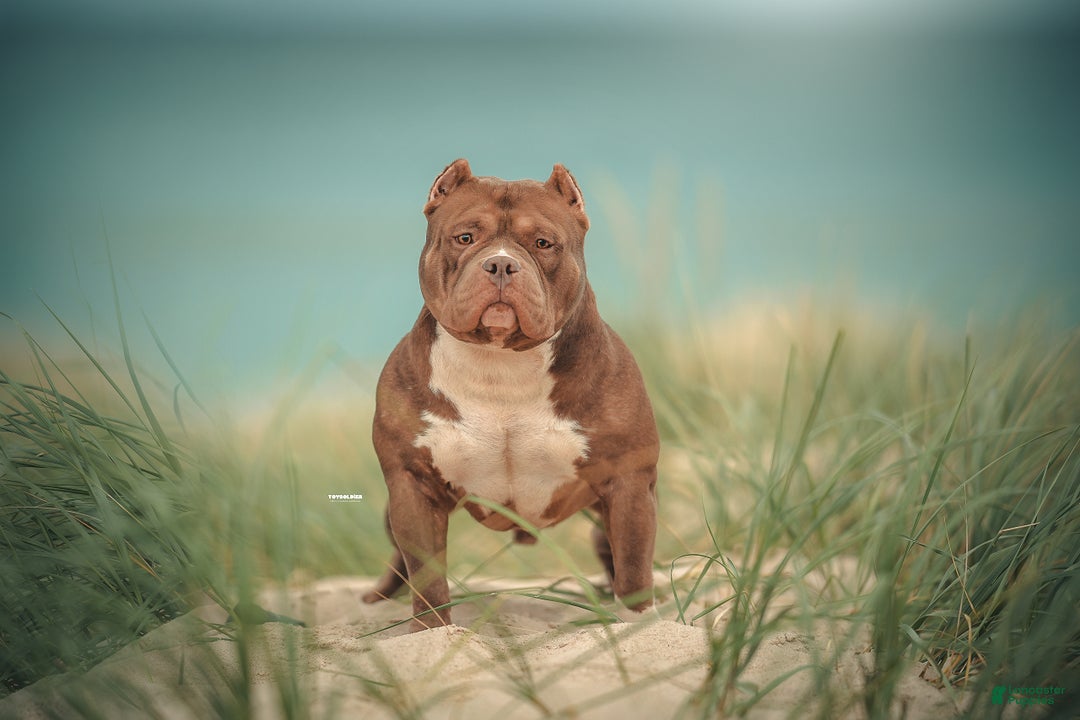 American Bully dogs for sale: ABKC Champion Maverick  - Ad 6