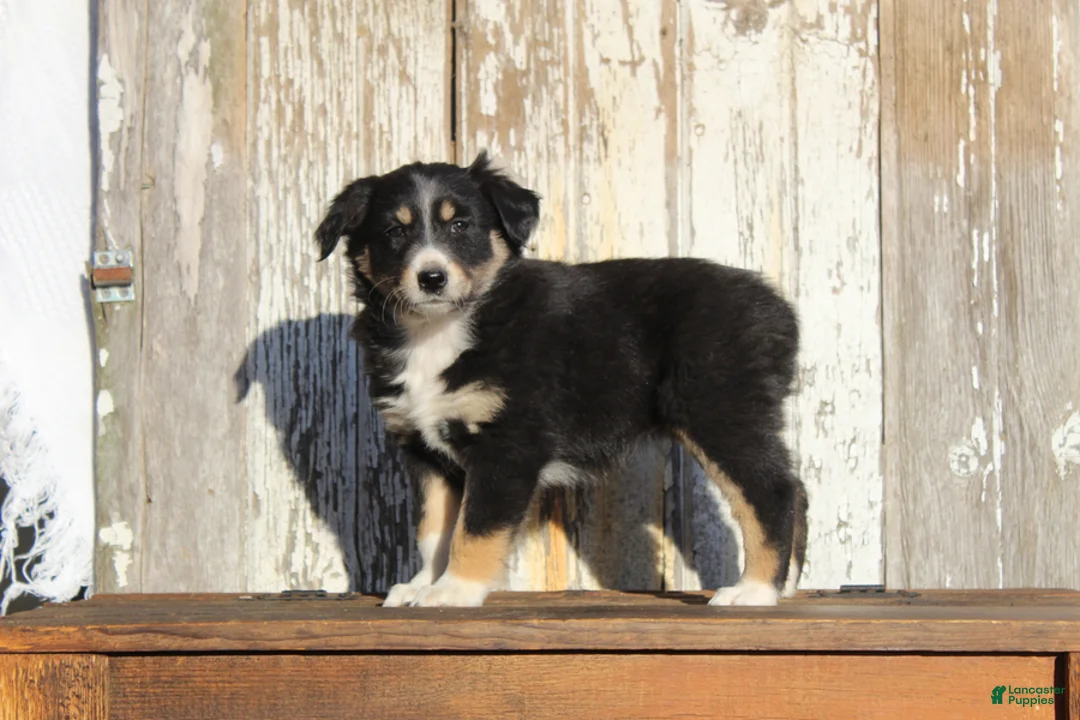 Australian Cattle Dog dogs for sale: Zoey - Ad 2