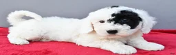 Mini Sheepadoodle dogs for sale: Theo - Ad 3