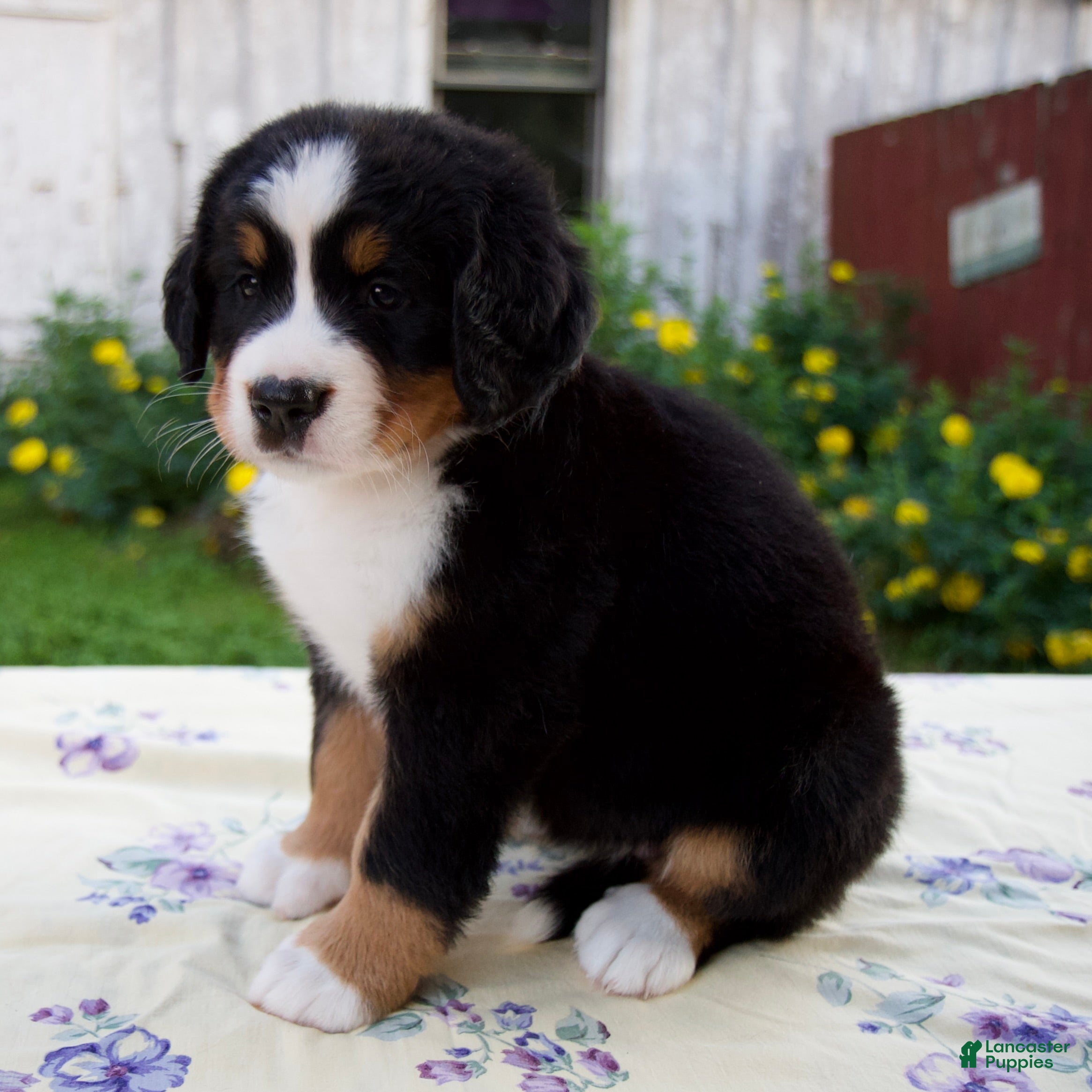 Bernese Mountain Dog dogs Samantha - Ad 2