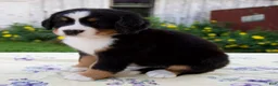 Bernese Mountain Dog dogs for sale: Samantha - Ad 2