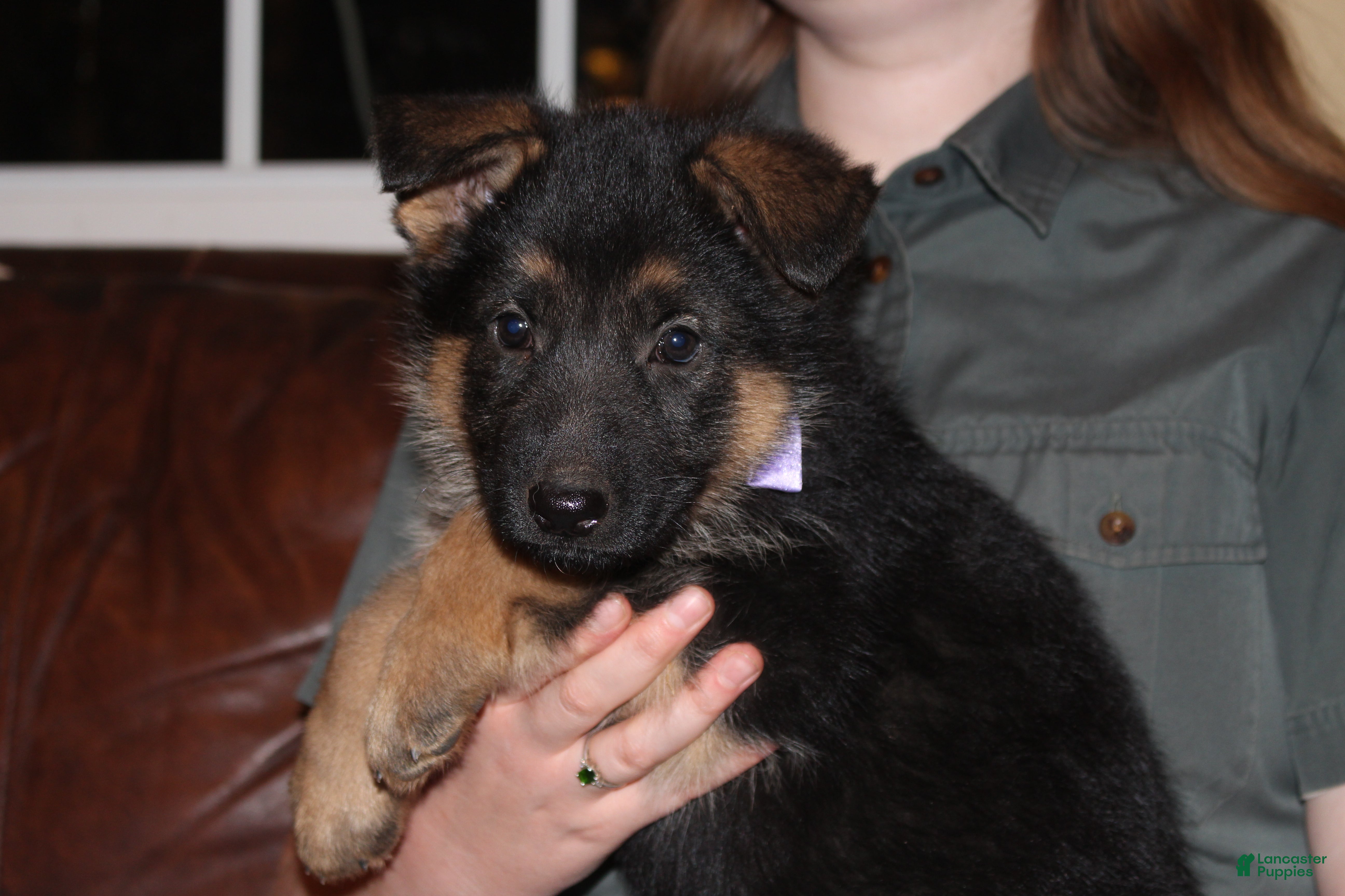 German Shepherd dogs Chloe, lilac collar - Ad 2